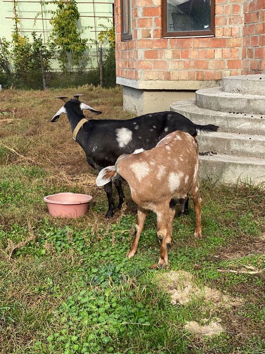 Англо-нубійські кози