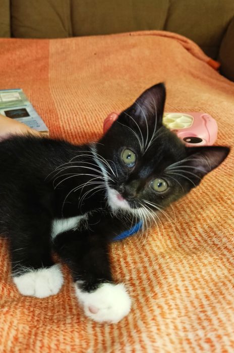 Киця шукає турботливу родину