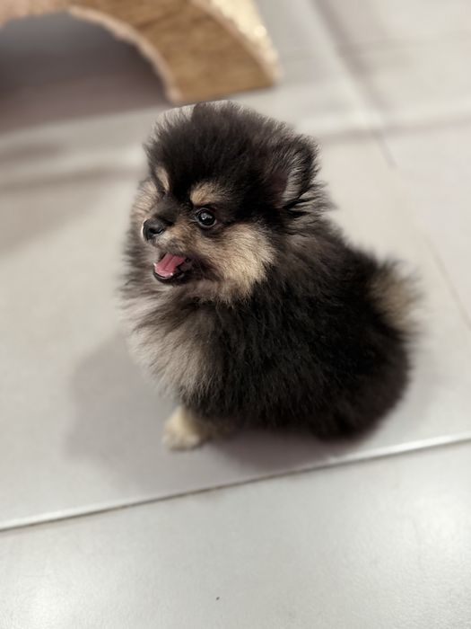 Lulu da Pomerânia Micro Miniatura com Lop e Afixo