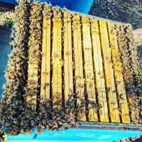Pszczoły, odkłady pszczele, ramka wielkopolska