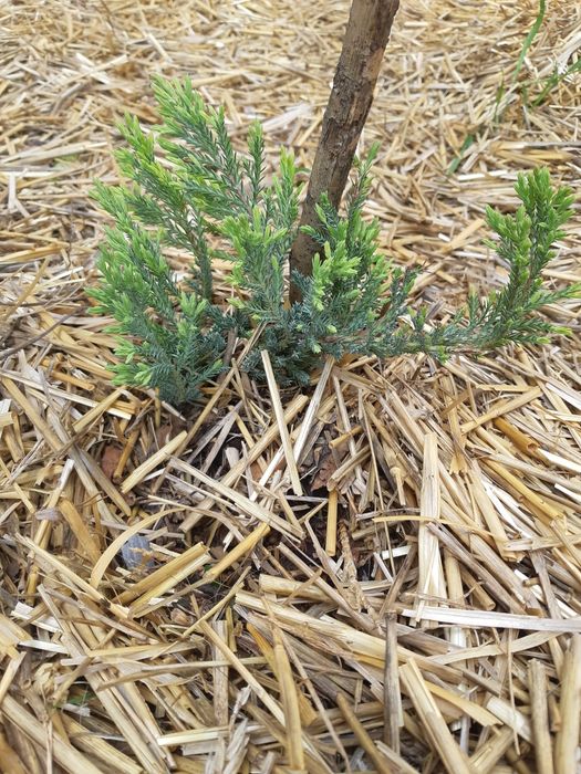 Саженцы можжевельник блю чип