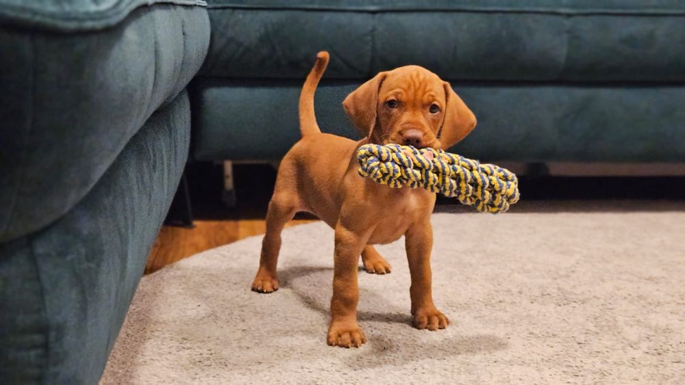 Wyżeł węgierski FCI