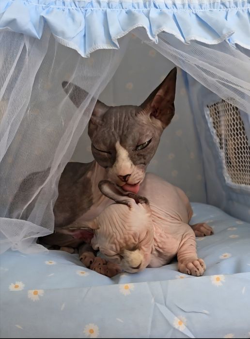 Kotka sfinks sphynx niebieskie oczka przepiękne