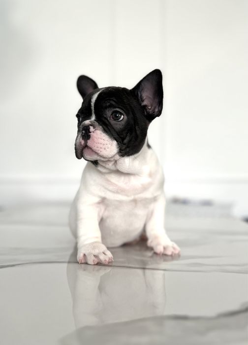 Buldog francuski piesek