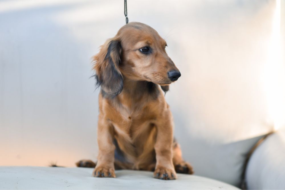 Гарні довгошерстні. Чорні та руді