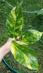Epipremnum cintho goldfinger