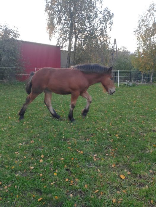 Źrebak polski koń zimnokrwisty , księga główna