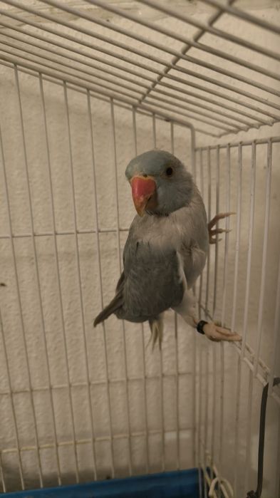 Ring Neck Azul cc 2025