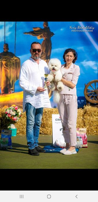 Бишон Фризе. ВЯЗКА.(чемпион 7 стран.шоу класс)