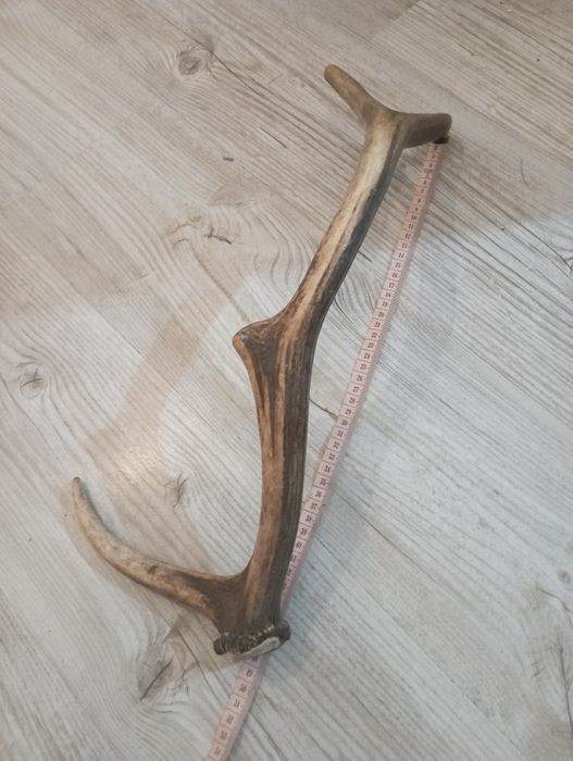 poroże jelenia 48cm