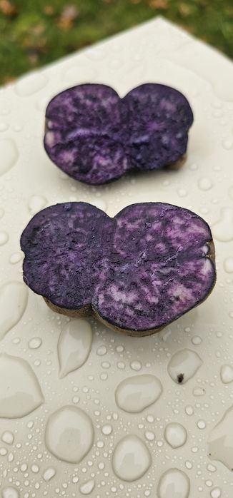 Vitelotte, ziemniak. Sadzeniaki. Fioletowy ziemniak.