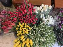 Sprzedam tulipany – 25 szt. w opakowaniu