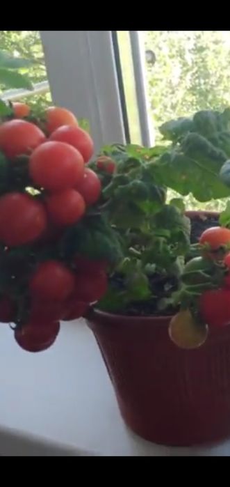 Семена комнатных помидор"Жемчужинка розовая"