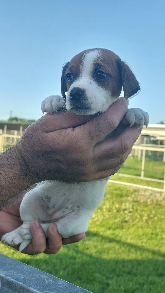 Jack russel Terrier TOP