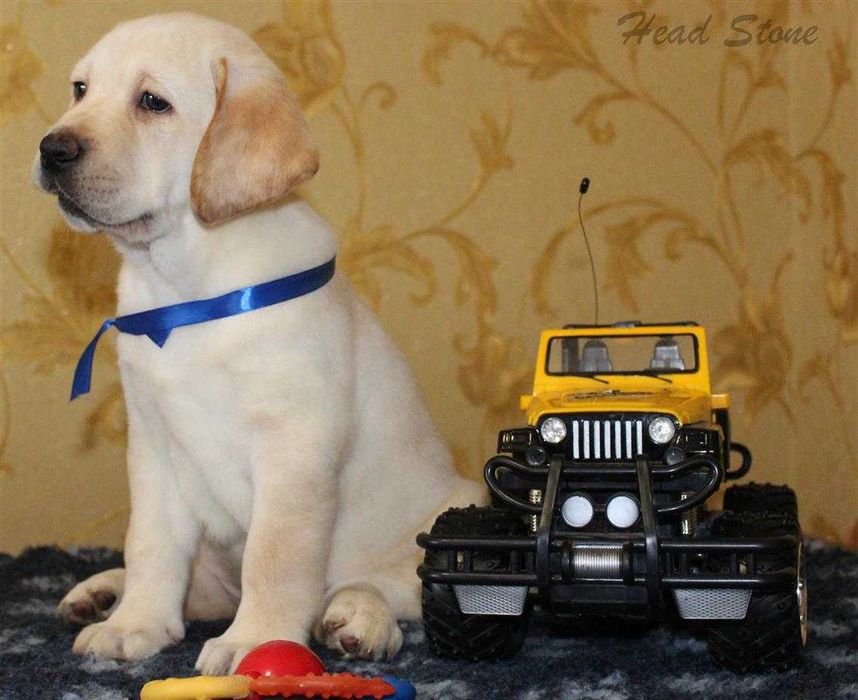 Щенки Лабрадора ретривера