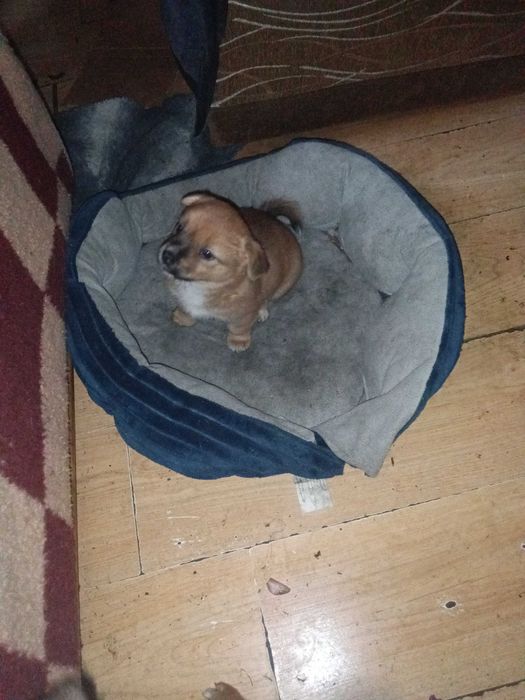 Oddam za darmo szczeniaki