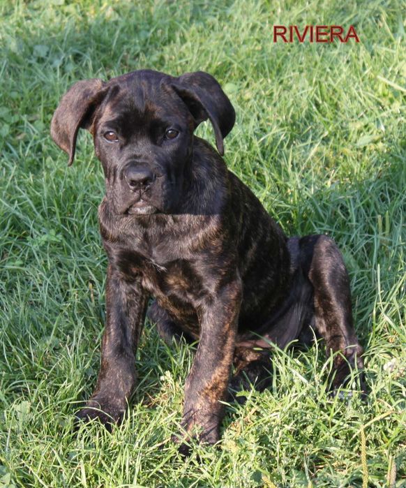 Cane corso suczka rod FCI nie do hodowli