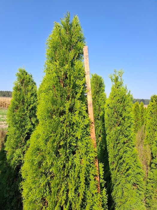 Thuja Tuja szamragd 180-230cm