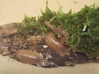 мокрицы Porcellio laevis orange