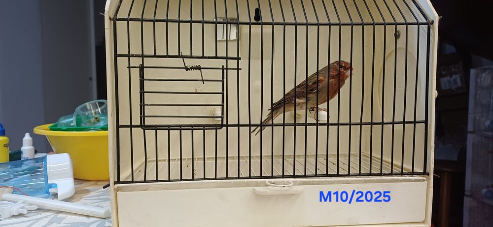 Canários Arlequins Machos