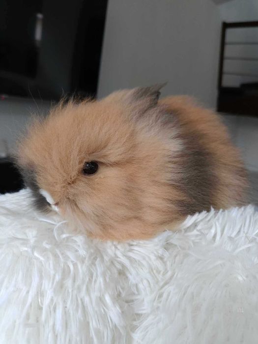 Mini lop karzełek Teddy hodowla zarejestrowana