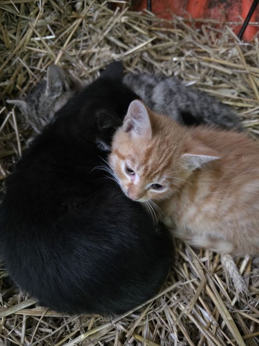 Oddam kotki dwie dziewczynki jeden chłopiec