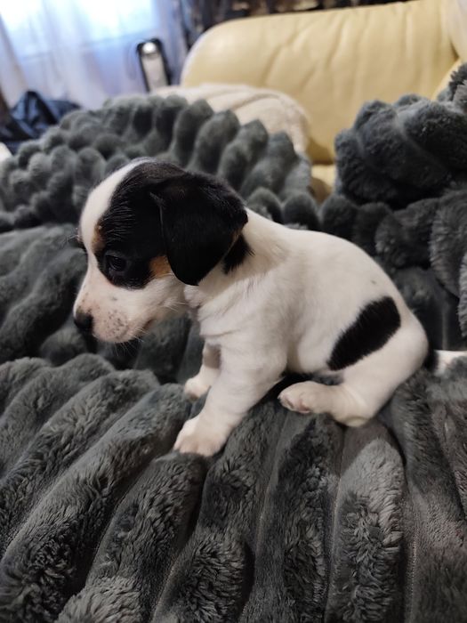 Jack Russell Terrier