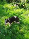 Border collie szczeniak suczka!