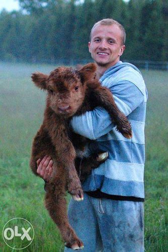 Szkockie Krowy Wysokogórskie (Highland Cattle)