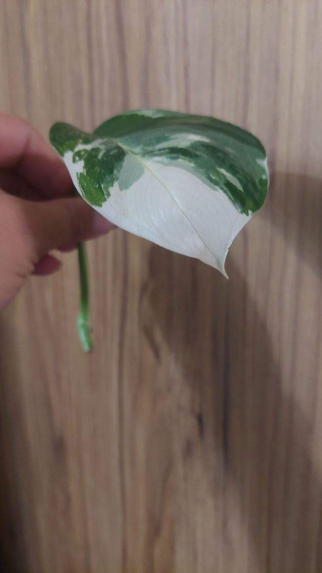 Monstera Lechleriana variegata
