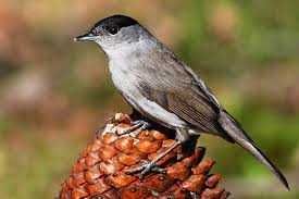 Aves insetivoras anilhadas2024/2025