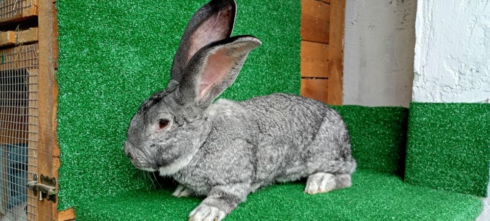 Belg olbrzym szynszylowy samiec rodowód