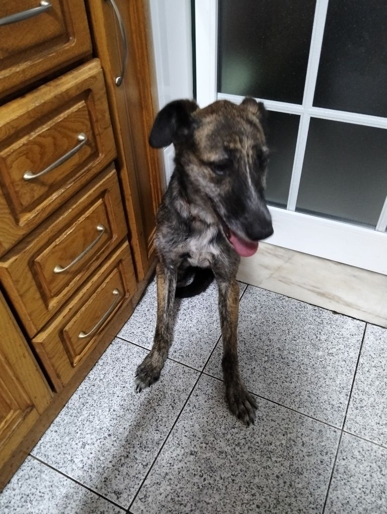 Cadelinha para doar