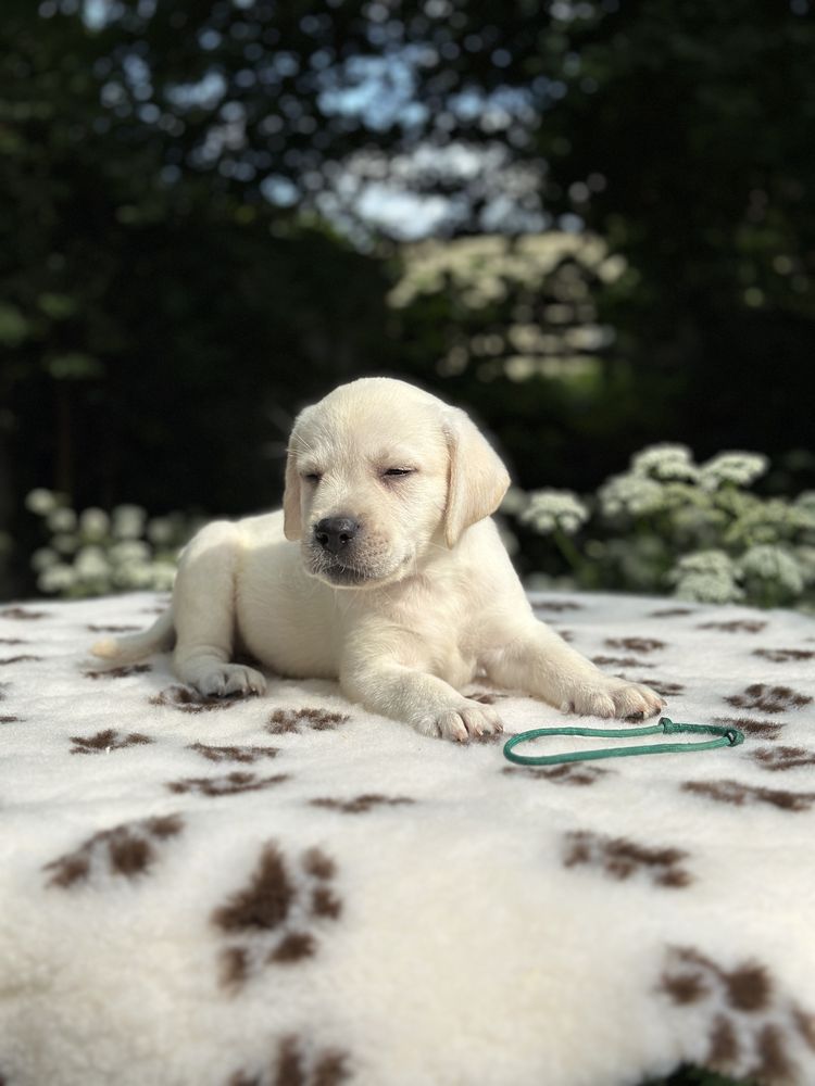 Labrador z rodowodem ZKwP FCI