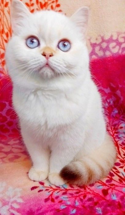 Біленьке плюшеве ведмежатко Дівчинка