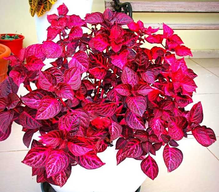 гіпоестеси, ірезіне різні кольори