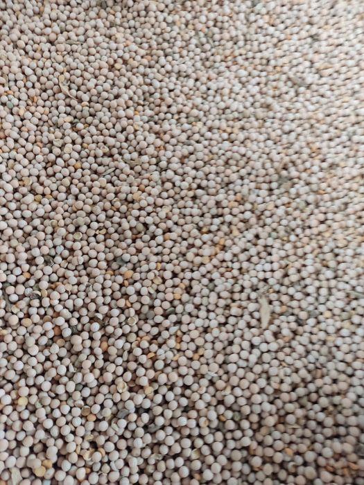 Продам горох 13грн