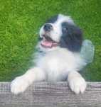 Border collie z metryka Fci