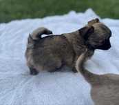 Chihuahua piesek