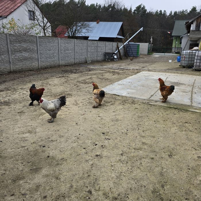 Sprzedam koguty Kochim