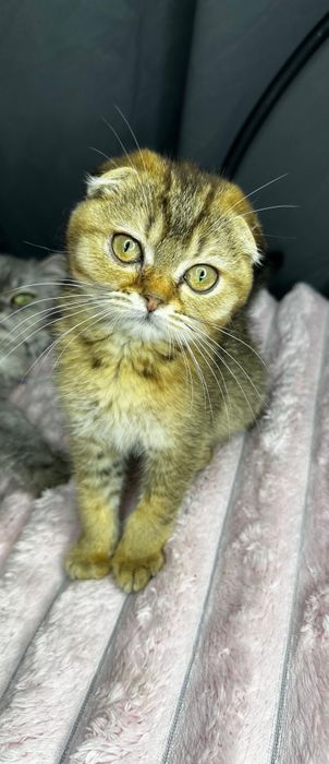 Kocurek szkocki płowy