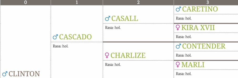 Ogier polski koń sportowy pełne pochodzenie PKS Holsztyn Zangersheide