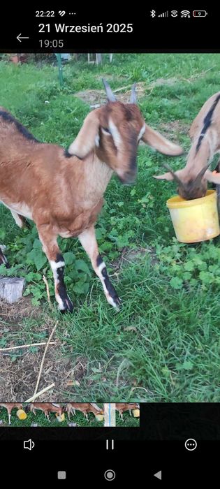 Do sprzedania koza i cap