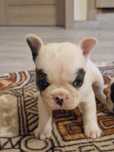 Buldog Francuski Pies Blue-White