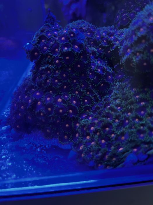 Zoanthusy cala skalka