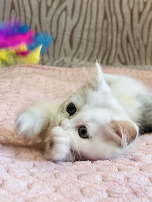 Munchkin kotka ,krótkie łapki ! UNIKAT .WCF Lilly Tiny*PL