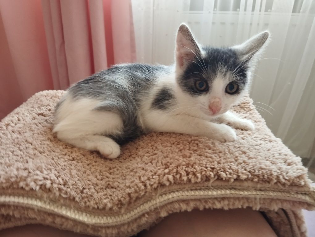 Хлопчики безкоштовно