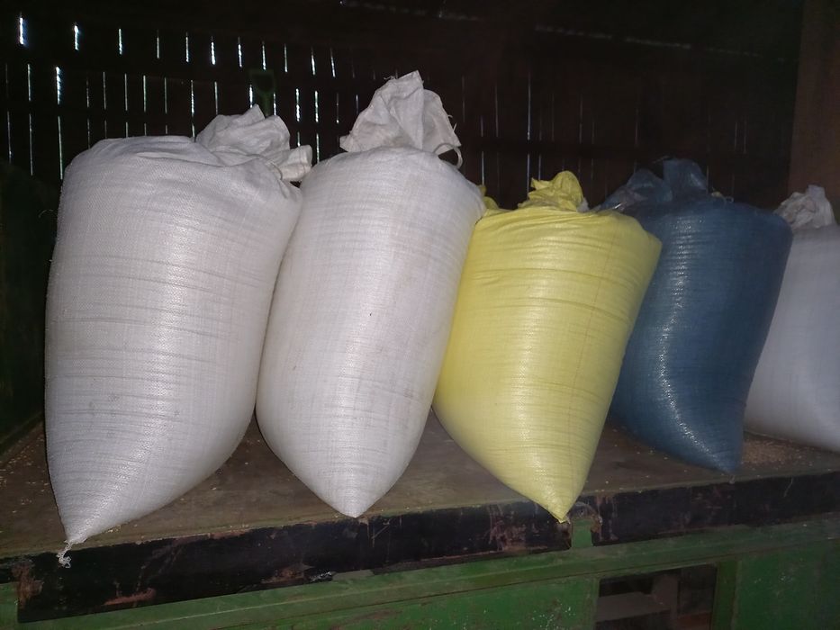 Pszenica jara i ozima 2025