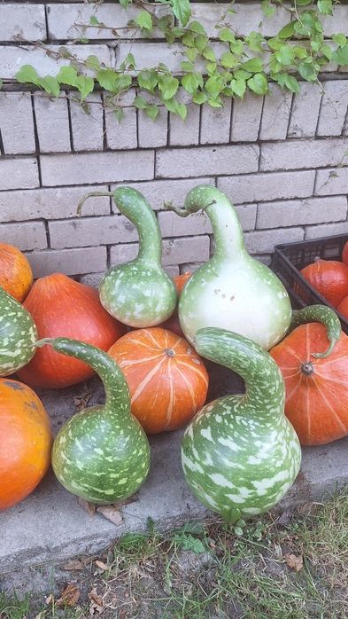 Dynie  rozne rodzaje