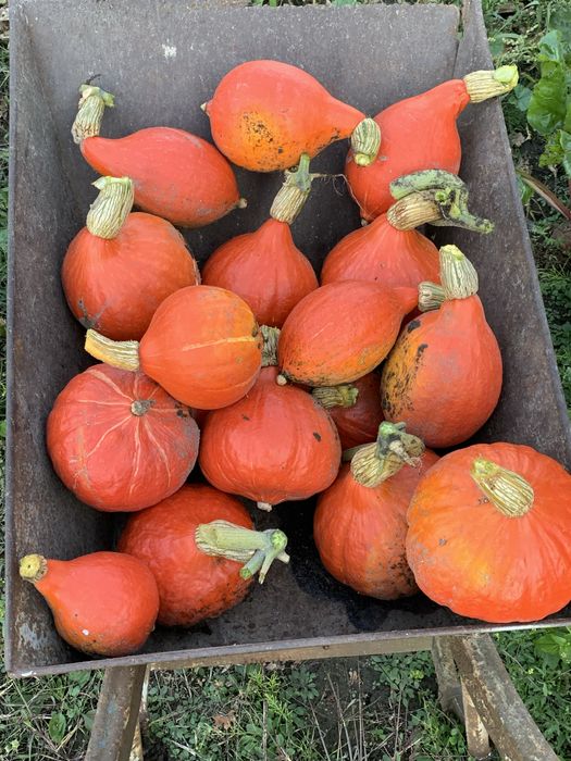 Dynie Hokkaido uprawa bez nawozów